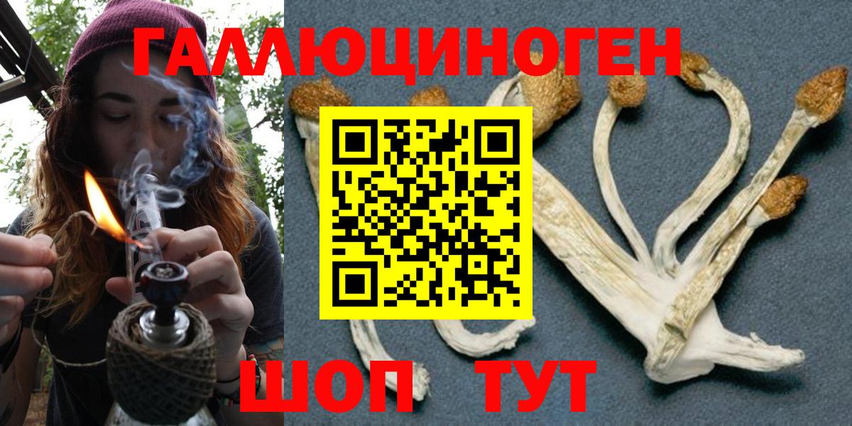 Галлюциногенные грибы Psilocybine cubensis Армавир